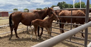 Colorado man has 84 animal cruelty charges upgraded to felonies