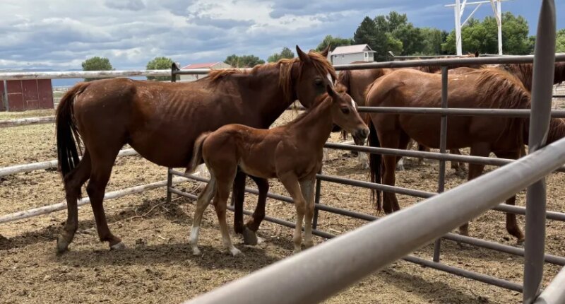 Colorado man has 84 animal cruelty charges upgraded to felonies