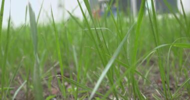 Combating waste: Local watering restrictions change in response to end of daylight saving time