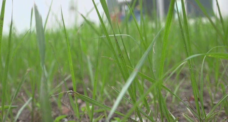 Combating waste: Local watering restrictions change in response to end of daylight saving time