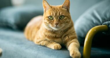 Council introduces cat law with owners facing household limit and $300 fine