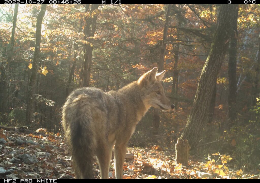 Curbing coyote populations could be lost cause, UGA study finds