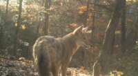 Curbing coyote populations could be lost cause, UGA study finds