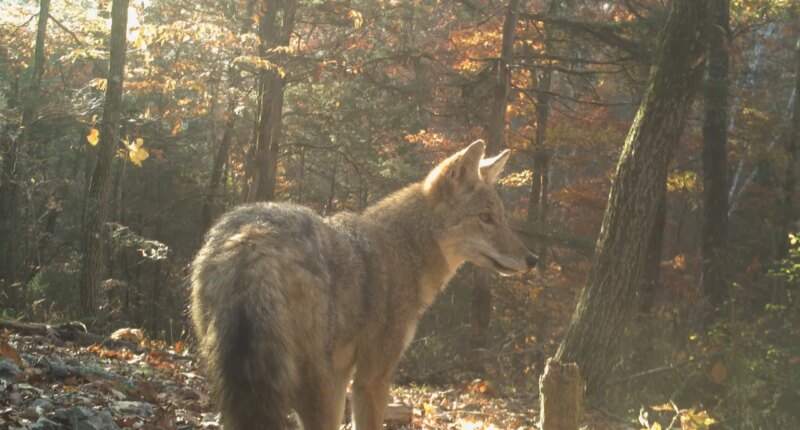 Curbing coyote populations could be lost cause, UGA study finds