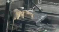 Rats crawling over the kitchen in an Adelaide pub.