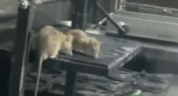 Rats crawling over the kitchen in an Adelaide pub.