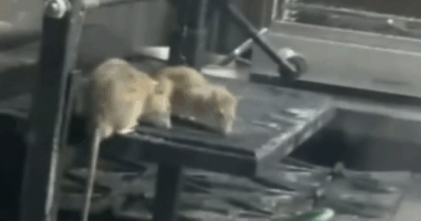 Rats crawling over the kitchen in an Adelaide pub.