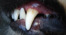 Dogs may be behind dead body found at Daytona Beach home, police say