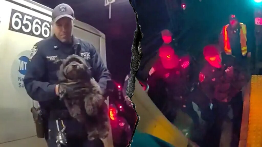 Dramatic video shows NYPD officers rescue missing dog Moose from beneath Manhattan subway train