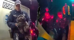 Dramatic video shows NYPD officers rescue missing dog Moose from beneath Manhattan subway train