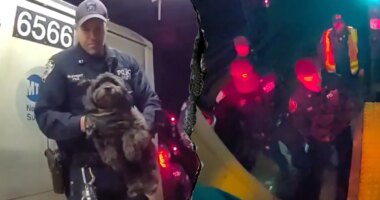 Dramatic video shows NYPD officers rescue missing dog Moose from beneath Manhattan subway train