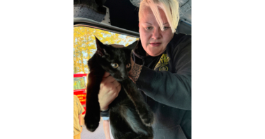 This photo provided by Tina Walden shows Holly Bennett, with Jackson County Animal Control, rescues a cat from a crash involving a semitrailer and a van that was being used by Furkids Animal Rescue and Shelters on an interstate in Jackson County, Ga., Monday, Oct. 13, 2025. (Tina Walden via AP)