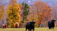 Dull fall colors near you? Why leaf-peeping season may be muted