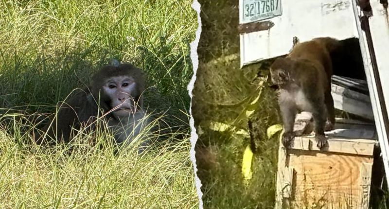 Escaped monkeys from Mississippi truck crash puts spotlight on NIH-funded Tulane lab