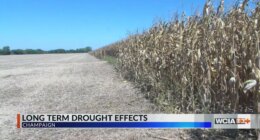 Experts say drought conditions continue in Central IL despite slight rainfall