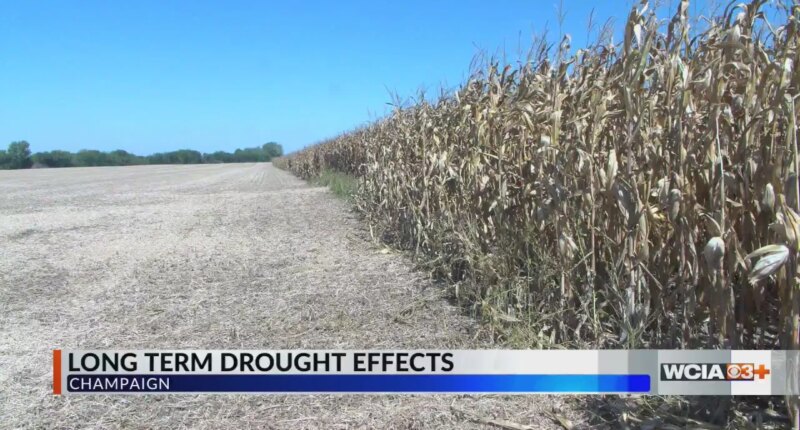 Experts say drought conditions continue in Central IL despite slight rainfall