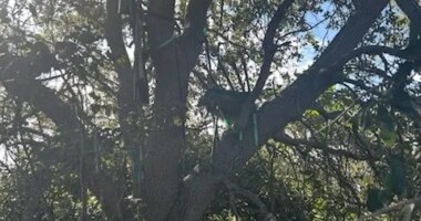 FBI probes hunting stand with sight line on Air Force One in Palm Beach
