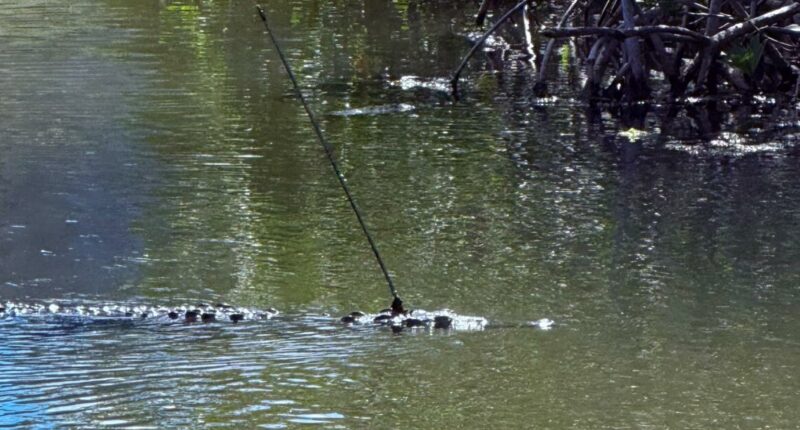 FWC investigating after finding crocodile with spear in the back of its head