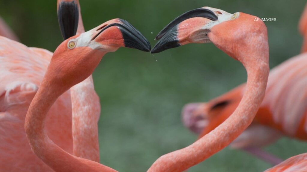 FWC invites public to monitor bird health through updated reporting app