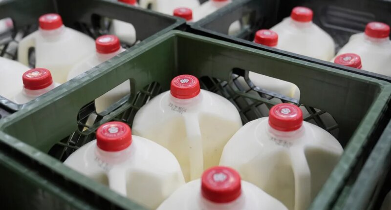 Federal SNAP benefits won't be paid in November: What happens next?