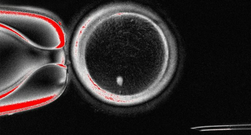 Fertility breakthrough as scientists create eggs from human SKIN cells