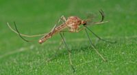 First wild mosquitoes found in Iceland