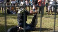 Florida Alligator Festival celebrates tradition of alligator wrestling and 'Old Florida' spirit