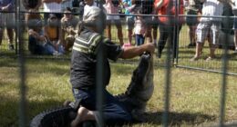 Florida Alligator Festival celebrates tradition of alligator wrestling and 'Old Florida' spirit