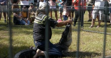 Florida Alligator Festival celebrates tradition of alligator wrestling and 'Old Florida' spirit