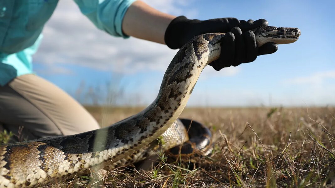 Florida Python Challenge kicks off in Everglades