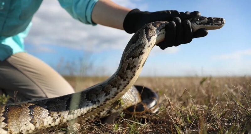 Florida sets record for python removal with help of new partner