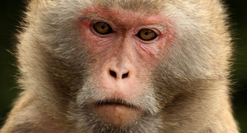 Flying monkeys at Silver Springs State Park in Florida
