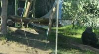 A gorilla at the San Diego Zoo broke a layer of protective glass in its enclosure on Saturday, zoo officials confirmed (PHOTO: Emily Holguin)