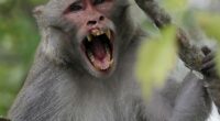 Herpes-COVID Monkeys on the Loose After Big Rig Crashes: Report