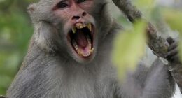 Herpes-COVID Monkeys on the Loose After Big Rig Crashes: Report