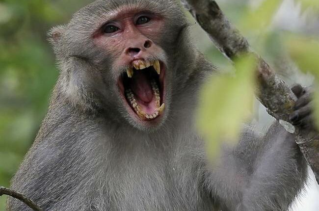 Herpes-COVID Monkeys on the Loose After Big Rig Crashes: Report