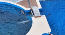 Historic Marineland faces uncertain future as supporters push for preserving site's legacy