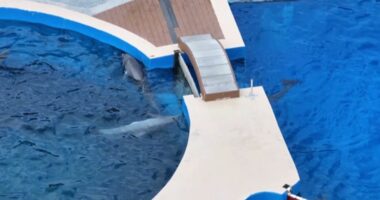 Historic Marineland faces uncertain future as supporters push for preserving site's legacy