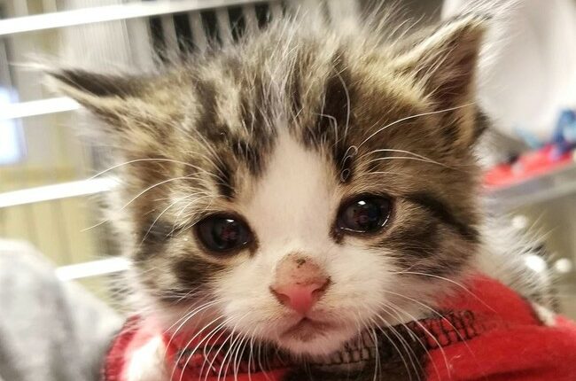 Hoge's Heroes: 9-Year-Old Boy Trades His Favorite Thing to Save Life of Kitten Being Tortured by Sadists