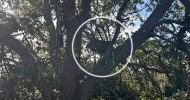 Hunting stand found near Air Force One landing zone in Florida had been there for some time, source says