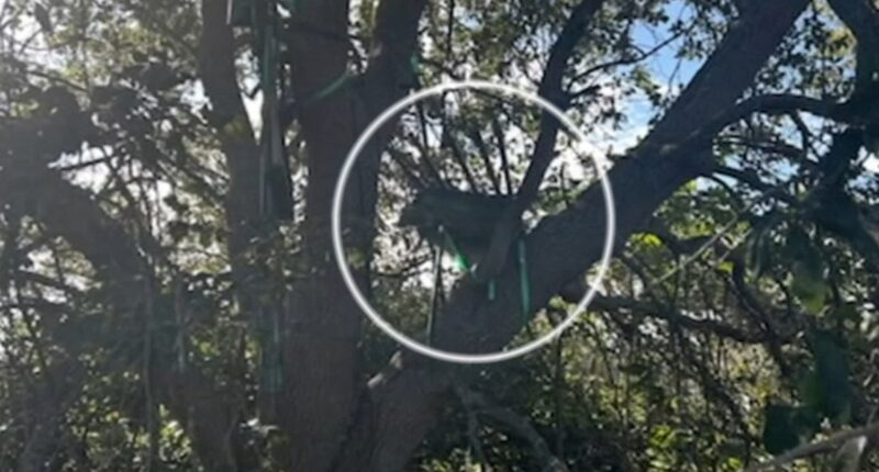 Hunting stand found near Air Force One landing zone in Florida had been there for some time, source says