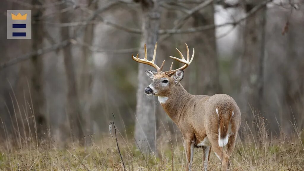 IL youth hunters set new record for harvested deer after three-day season