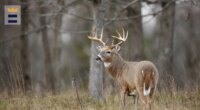 IL youth hunters set new record for harvested deer after three-day season