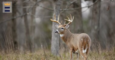 IL youth hunters set new record for harvested deer after three-day season