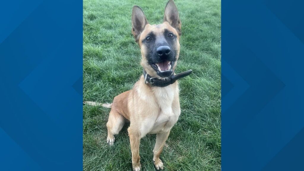 K9 stabbed in Colorado; suspect arrested