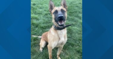 K9 stabbed in Colorado; suspect arrested