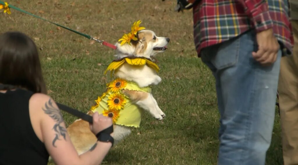 Kingsport pets prayed for at annual 'Blessing of the Animals'