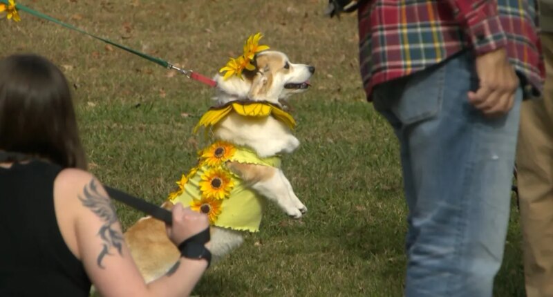 Kingsport pets prayed for at annual 'Blessing of the Animals'