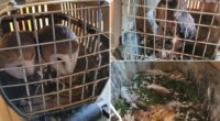 Man pleads guilty to keeping 19 birds locked in dirty cages