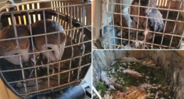 Man pleads guilty to keeping 19 birds locked in dirty cages